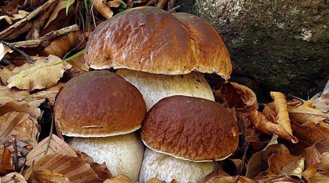 Funghi Porcini secchi – 50 g / 100 g  1 scelta Extra – foto 1